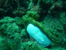 kraken-mit-beute-marmorzitterrochen