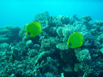 Ägypten September 2010