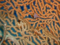 Ägypten September 2010