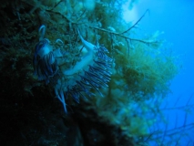fadenschnecke