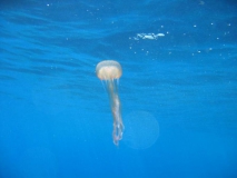 leuchtqualle_pelagiidae