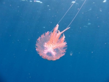 mallorca_yuriy_6a_leuchtqualle