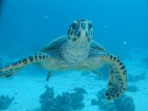 schildkrte