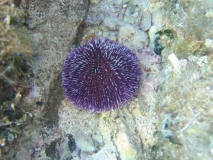 schwarzer_seeigel_003