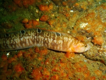 butterfisch-gl-aalbo