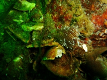 flabellina-browni-gl-aalbo