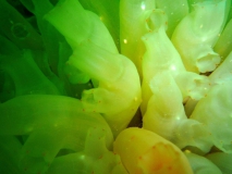 seescheiden-gl-aalbo