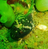 seeskorpion-gl-aalbo_