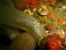 seestern-auf-seescheide-gl-aalbo