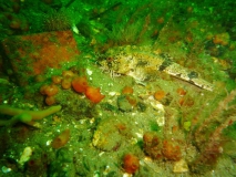 steinpicker-gl-aalbo