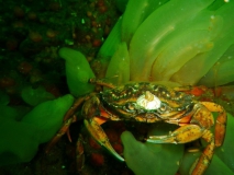 strandkrabbe-mit-krone-auf-seescheiden-gl-aalbo