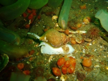 wellhornschnecke-gl-aalbo