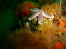 wellhornschnecke-mit-seestern-gl-aalbo