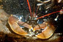 TCV_Gammel_2025_024_Michele