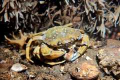 TCV_Gammel_2025_025_Michele