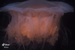 Neustadt 09/2019 - Qualle