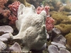 anglerfisch-frogfish