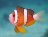 clownfish-4150342