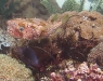 igelfisch-porcupinefish