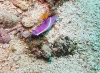 prachtsternschnecke-hypselodoris-bullockii