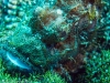 skorpionsfisch-drachenkopf