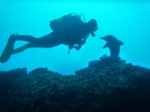 gudrun-and-the-dolphin