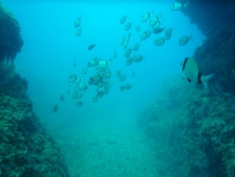 Costa Brava UW-Bilder Juni 2011