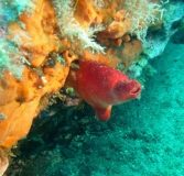 Costa Brava UW-Bilder Juni 2011