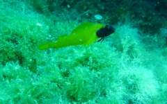 Costa Brava UW-Bilder Juni 2011