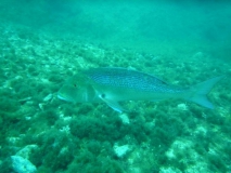 Costa Brava UW-Bilder Juni 2011