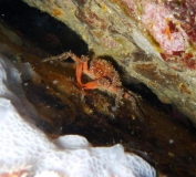 Costa Brava UW-Bilder Juni 2011