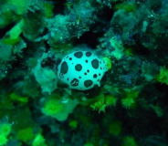 Costa Brava UW-Bilder Juni 2011