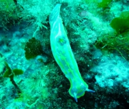 Costa Brava UW-Bilder Juni 2011