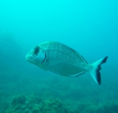 Costa Brava UW-Bilder Juni 2011