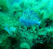 Costa Brava UW-Bilder Juni 2011