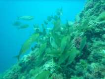 Costa Brava UW-Bilder Juni 2011