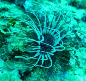 Costa Brava Juni 2011