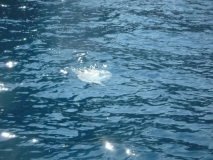 mola-mola-an-der-oberflache