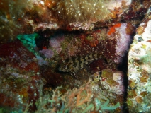 schleimfisch-blenniidae
