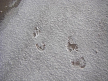 SAMSUNG DIGITAL CAMERA