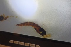 TCV_Umwelttreffen_2025_001